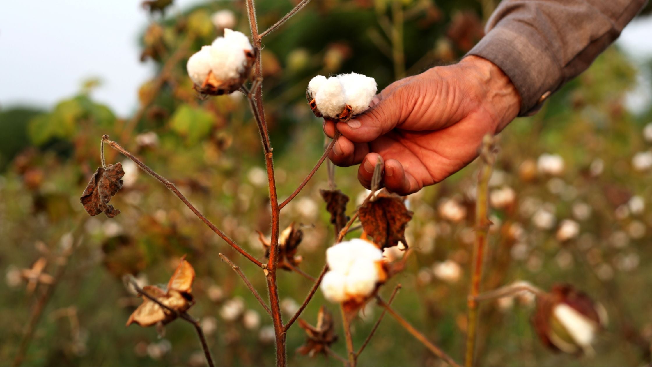 5 Facts About Pima Cotton that will Blow Your Mind