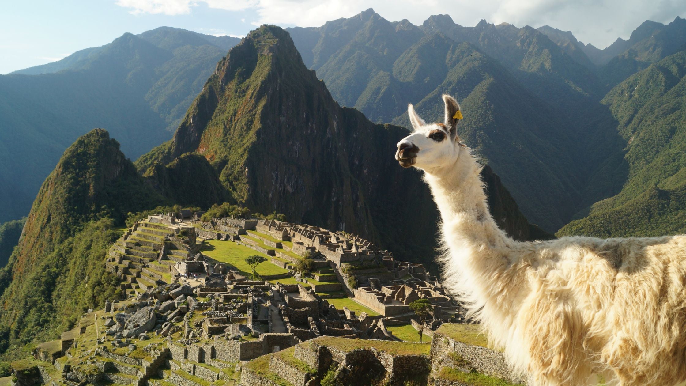 Llama standing above Machu Picchu ancient ruins in Peru